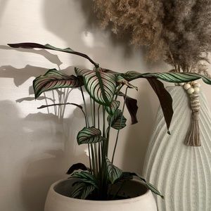 Meet your Posher, Lexi